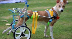 Dog Wheelchair